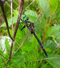 Somatochlora exuberata