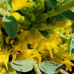 Astragalus macrocarpus