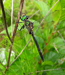Somatochlora exuberata