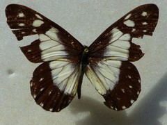 Catasticta sisamnus