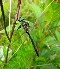 Somatochlora exuberata