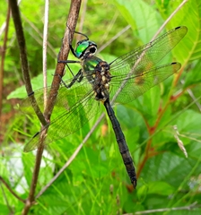 Somatochlora exuberata