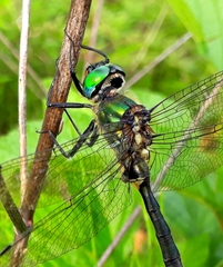 Somatochlora exuberata