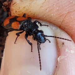 Macrocheilus saulcyi