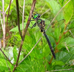Somatochlora exuberata