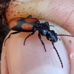 Macrocheilus saulcyi