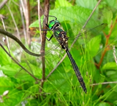 Somatochlora exuberata