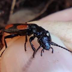 Macrocheilus saulcyi