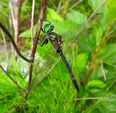 Somatochlora exuberata