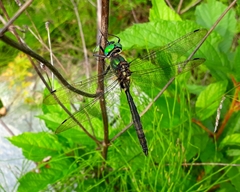 Somatochlora exuberata