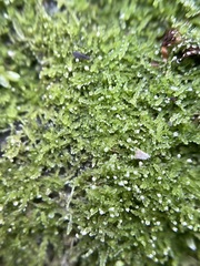Fuscocephaloziopsis lunulifolia