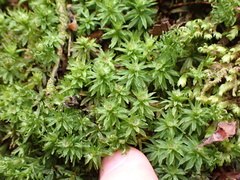 Atrichum oerstedianum