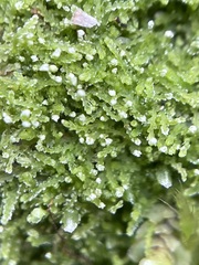 Fuscocephaloziopsis lunulifolia