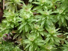 Atrichum oerstedianum