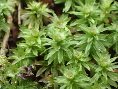 Atrichum oerstedianum