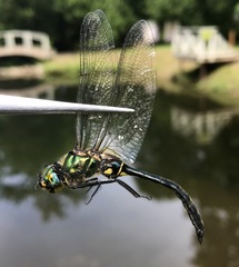 Somatochlora exuberata