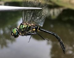 Somatochlora exuberata