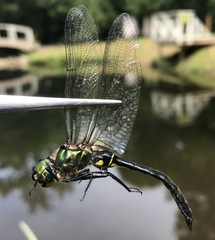 Somatochlora exuberata