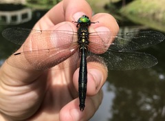 Somatochlora exuberata