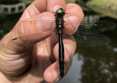 Somatochlora exuberata