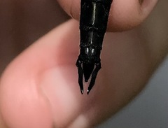 Somatochlora exuberata