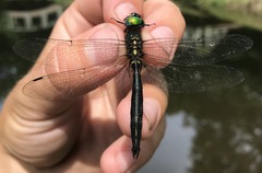 Somatochlora exuberata