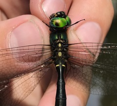 Somatochlora exuberata