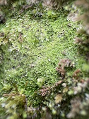 Fuscocephaloziopsis lunulifolia