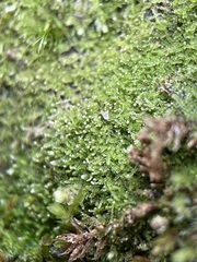 Fuscocephaloziopsis lunulifolia