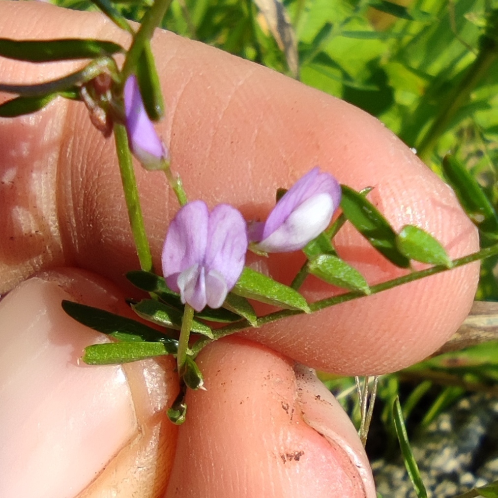 Palestinian Vetch