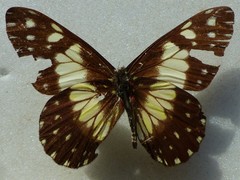 Catasticta sisamnus