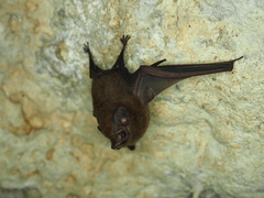 Peropteryx