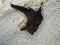 Peropteryx