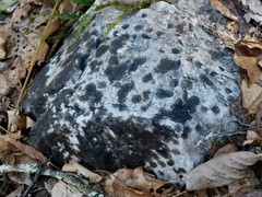 Lichenothelia