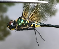 Somatochlora exuberata