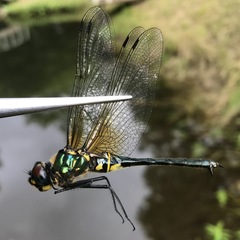 Somatochlora exuberata