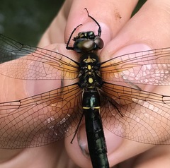 Somatochlora exuberata