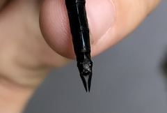 Somatochlora exuberata