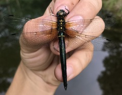 Somatochlora exuberata