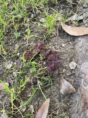 Pterostegia drymarioides