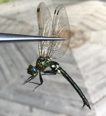 Somatochlora exuberata