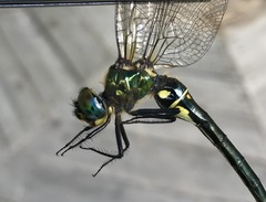 Somatochlora exuberata