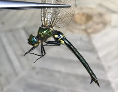 Somatochlora exuberata