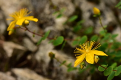 Hypericum nummularium