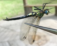 Somatochlora exuberata