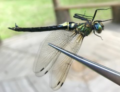 Somatochlora exuberata
