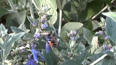 Anthophora dispar