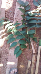 Ailanthus fordii