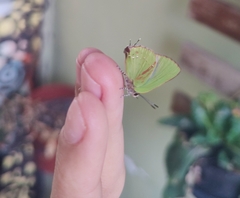 Cyanophrys herodotus