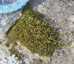 Ptychomitrium incurvum